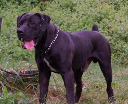 Sud-african Boerboel