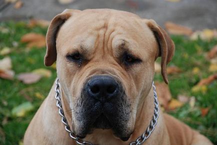 Sud-african Boerboel