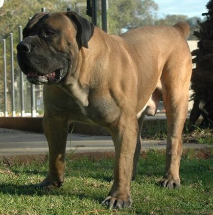 South African boerboel