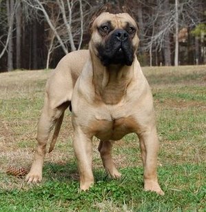 Sud-african Boerboel