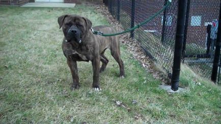 Sud-african Boerboel