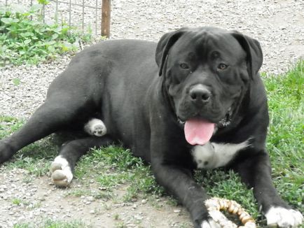 Sud-african Boerboel