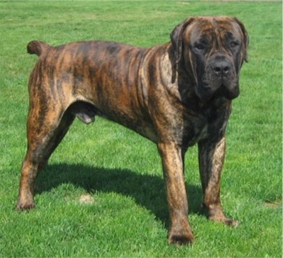 Sud-african Boerboel