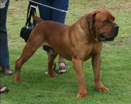 Sud-african Boerboel