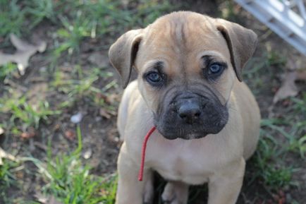 Sud-african Boerboel