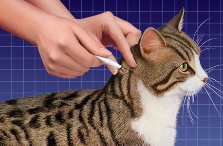 Захист від кліщів для кішок профілактичні засоби