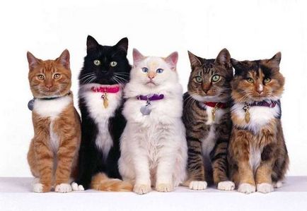 Захист від кліщів для кішок профілактичні засоби