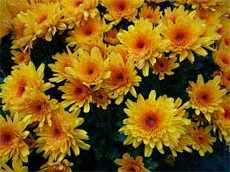 Sănătate din articol crizanteme despre proprietățile vindecătoare ale petalelor din crizanteme frumoase plante de grădină