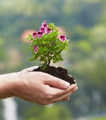 Verzile pe tot parcursul anului cresc frunze de salată - o grădină de legume pe pervaz, verdeață, salată, agricultură