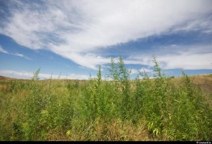 Blestemul verde al văii Chui