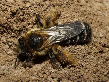 Pământul albinele sunt tot felul lor, cum să se ocupe de ele (foto)