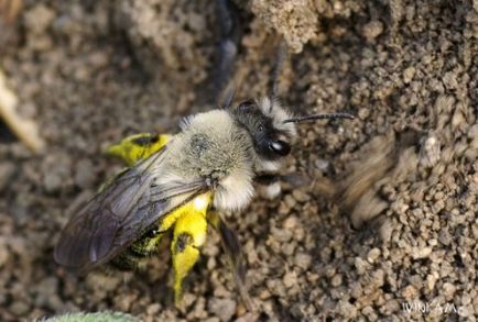 Земляні бджоли всі їхні види, як з ними боротися (фото)