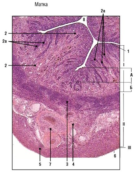 Sistemul reproductiv feminin