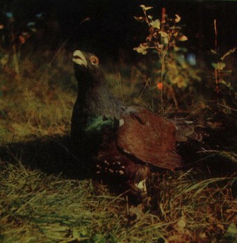 Animalele din taiga eurasiană