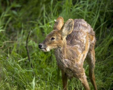 Fauna din taiga