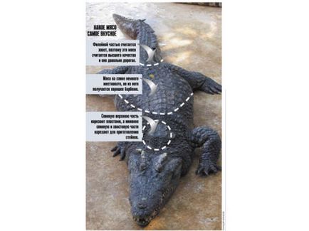 Viața după sancțiuni ce gust de carne de crocodili filipinezi - economia