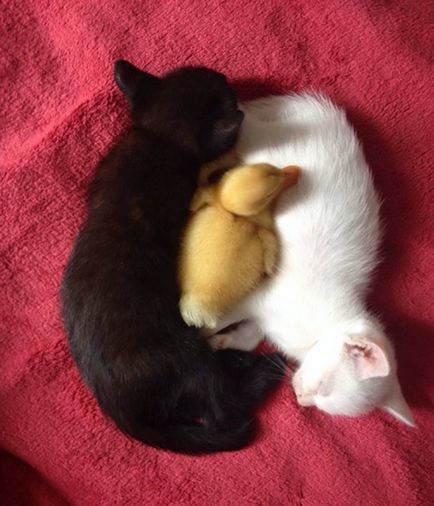 10 Pisici alb-negru care se potrivesc împreună în același mod ca și yin și yang