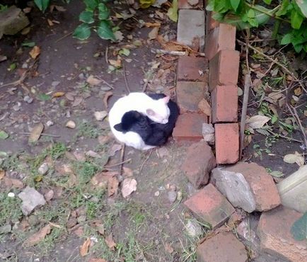 10 Pisici alb-negru care se potrivesc împreună în același mod ca și yin și yang