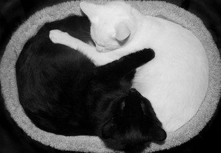 10 Черних і білих кішок, які підходять один одному так само, як інь і янь