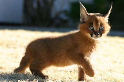 12 faj macska, amelynek létezését nem mindenki tudja,