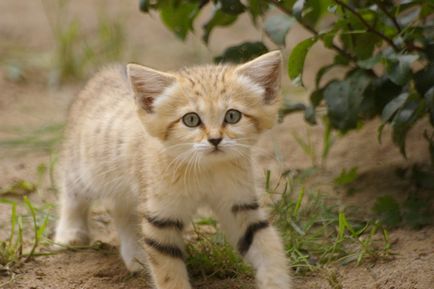 12 Видів кішок, про існування яких знають далеко не всі