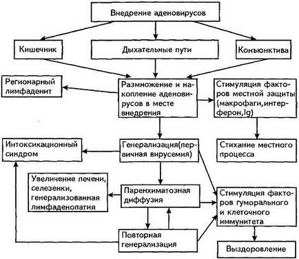 Infecțiile cauzate de infecția cu adenovirus, simptomele și tratamentul