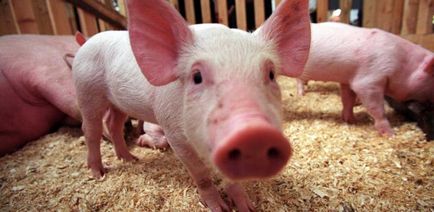 Африканська чума свиней новини на г