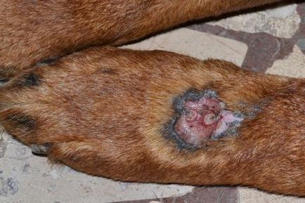 Dermatita acrilică din scurgerea (scurgerea granulomului), clinica veterinară a Dr. Shubin
