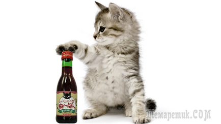 Alcool pentru pisici și pisici