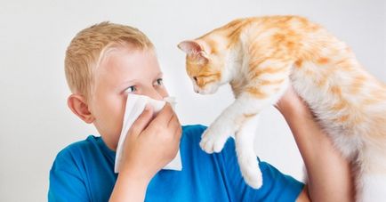 Alergii la pisici - cum să obțineți împreună cu un animal de companie