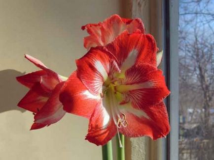Амариліс - прекрасний цибулинних квітка, умови вирощування та догляд
