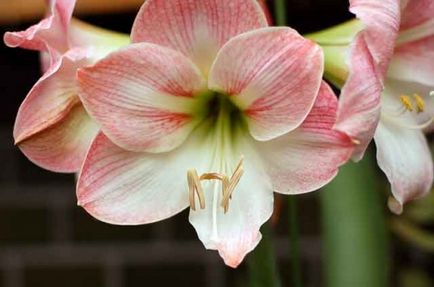 Amaryllis - o floare frumoasă dulce, condiții de creștere și îngrijire