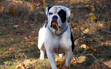 Istoric american bulldog de aspect, aspect, caracter, educație și îngrijire