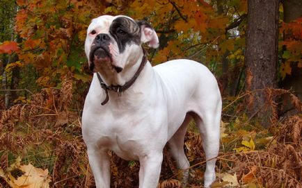 Istoric american bulldog de aspect, aspect, caracter, educație și de îngrijire