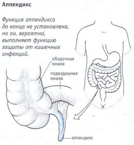 Vakbélgyulladás tünetek, jelek, okai a vakbélgyulladás, módszerek vakbél,