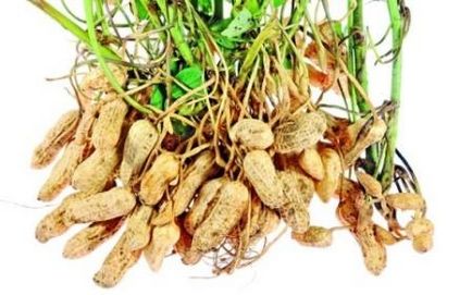 Peanut termesztés területén