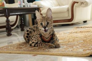 Asher - cea mai scumpă pisică din lume