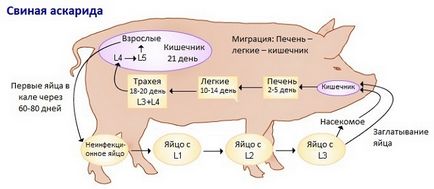 Аскаридоз свиней симптоми, лікування, діагностика
