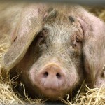 Ascaridoza la porcii simptome ale bolii și a metodelor de tratament