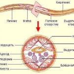 Аскаридоз у свиней симптоми хвороби і методи його лікування