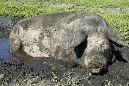 Аскаридоз у свиней симптоми хвороби і методи його лікування