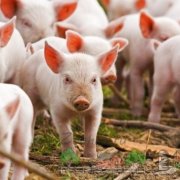 Аскаридоз у свиней симптоми хвороби і методи його лікування