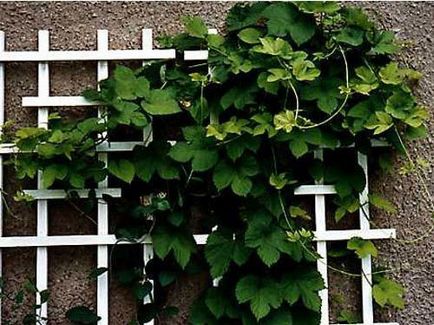 Elementele de grădinărit verticale în selecția suporturilor pentru plante, I și design peisagistic