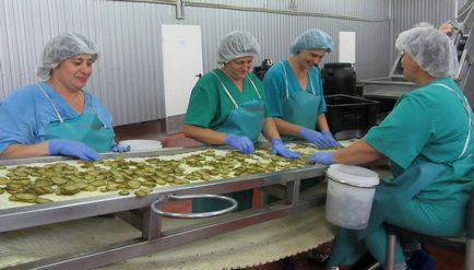 Багаевского огірки для «макдоналдс» як «Аграм-південь» став найбільшим постачальником мереж швидкого харчування