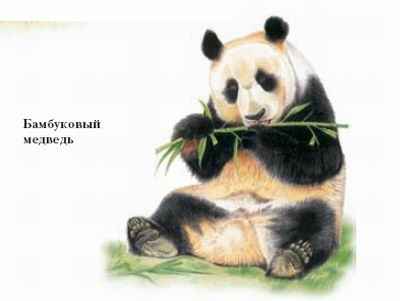 Bamboo Bear - a