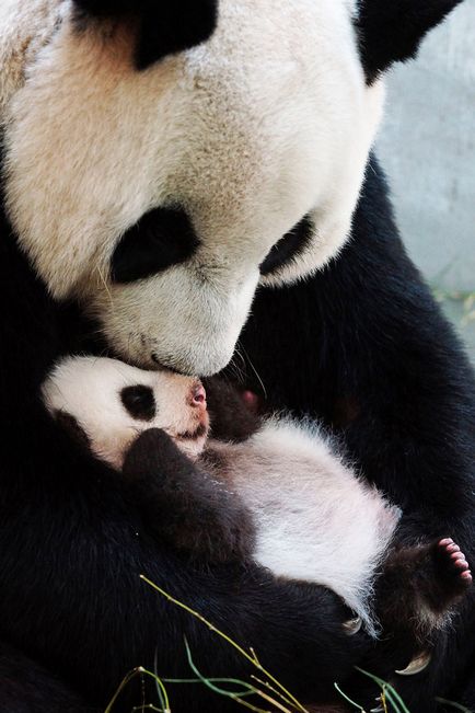 Bamboo medve, fotó hírek