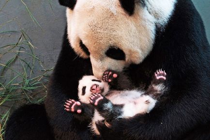 Urs de bambus, știri de fotografie