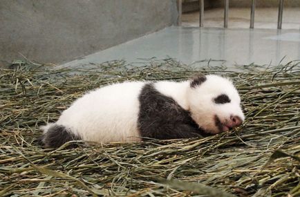 Bamboo medve, fotó hírek