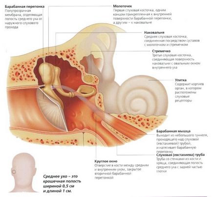 Membrana timpanică este ceea ce este, descrierea, structura