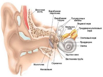 Membrana timpanică este ceea ce este, descrierea, structura